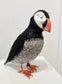 Petrie (Puffin)