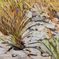 Cape Bay Beach
