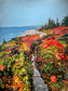 Herring Cove Trail, NS