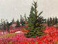 The Barrens