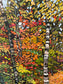 Fall Trail at Frog Pond