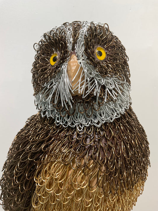 Jeepers Peepers