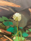Creekside Seedhead