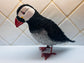Phillip (Puffin)