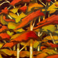 Autumn at Fall River