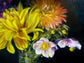 Radiance in Bloom