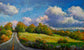 Roadside Field