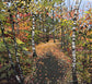 Fall Trail at Frog Pond